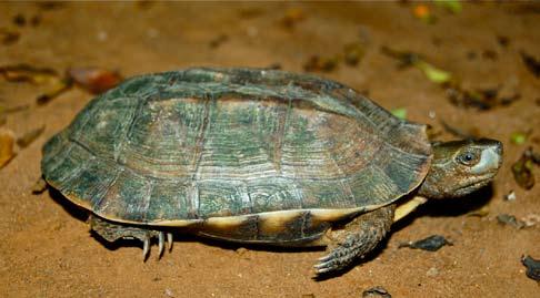 038.2 Conservation Biology of Freshwater Turtles and Tortoises Chelonian Research Monographs, No. 5 Figure 1.