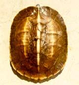 Melanochelys trijuga indopeninsularis has a CL up to 34.2 cm, and the head is olive-brown with a long, spearshaped mark on the forehead.