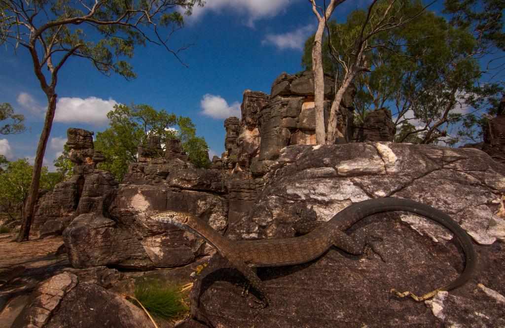 NEWS NOTES GPS to be Used to Study Monitor Lizard Predation on Sea Turtle Nests Researchers from the University of Queensland will begin tagging monitor lizards with GPS devices to study their effect