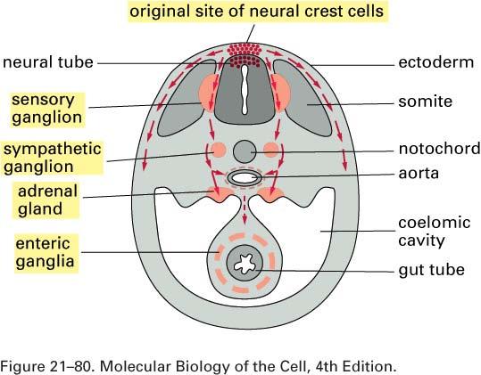 The neural crest cells joyride through the embryo Cross-section of a verterbrate embryo showing the main pathways of