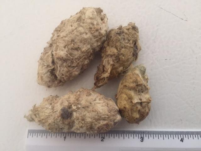 Eurasian Eagle Owl Pellets Cool fact: Generally, the largest owls produce the largest pellets. A Great-horned Owl for example can produce pellets from 3-4 inches in length and 1-2 inches in diameter.