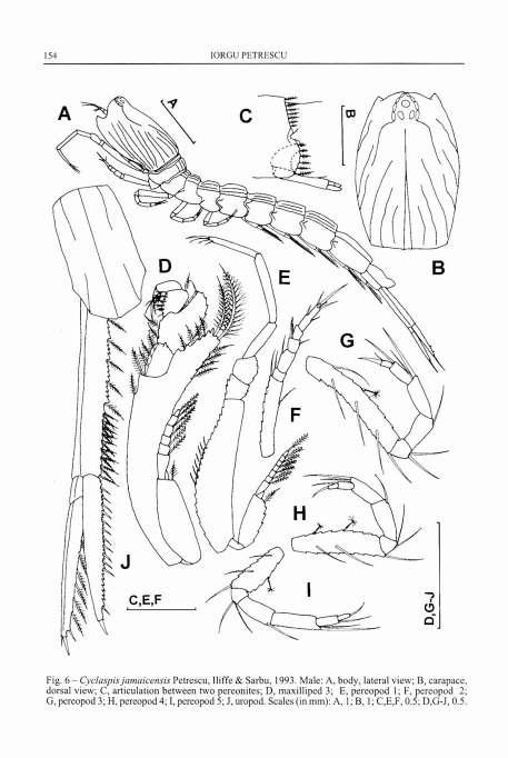154 IORGU PETRESCU Fig. 6 - Cyclaspis jamaicensis Petrescu, Iliffe & Sarbu, 1993.