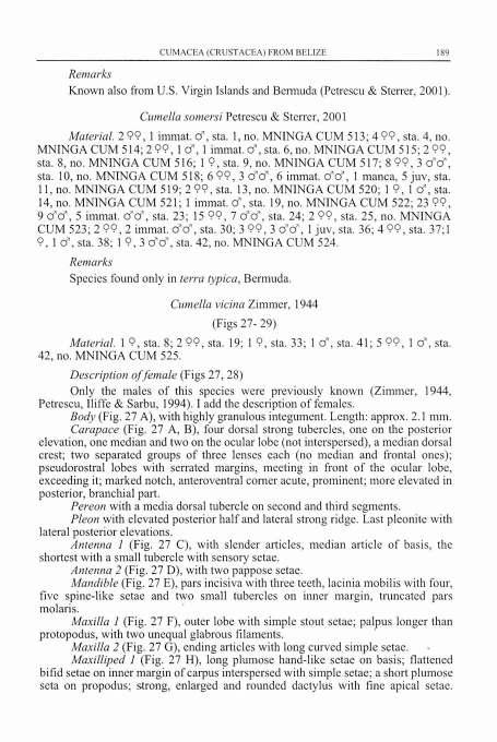 CUMACEA (CRUSTACEA) FROM BELIZE 189 Remarks Known also from U.S. Virgin Islands and Bermuda (Petrescu & Sterrer, 2001). Cumella somersi Petrescu & Sterrer, 2001 Material. 2 99, 1 immat. d, sta. 1, no.