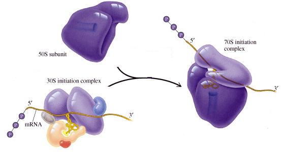 Abx II: Inhibitors of Protein Synthesis www.drugs.