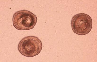 infective eggs with larvae