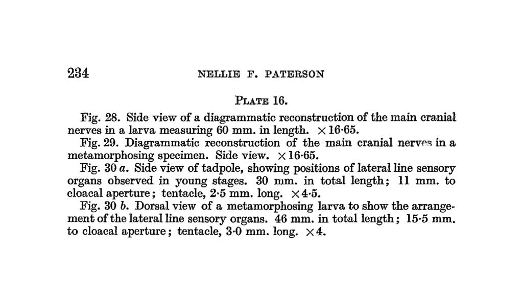234 NELLIE F. PATEESON PLATE 16. Fig. 28. Side view of a diagrammatic reconstruction of the main cranial nerves in a larva measuring 60 mm. in length. X16-65. Fig. 29.