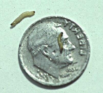 1 pt: You observe that these two corn rootworm larvae have different sizes even though they are