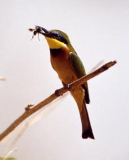 Birds eat bugs as the bugs search for a mate.