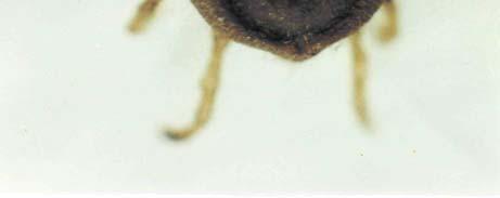 Soft ticks of the genus Ornithodoros spread tick borne disease in Iran.