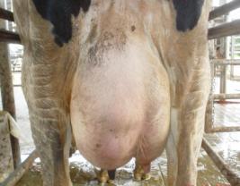 Once in the parlor, identify cows with mastitis, an inflammation of the udder usually caused by a microorganism. When stripping out foremilk, look for clots or any change in milk appearance.