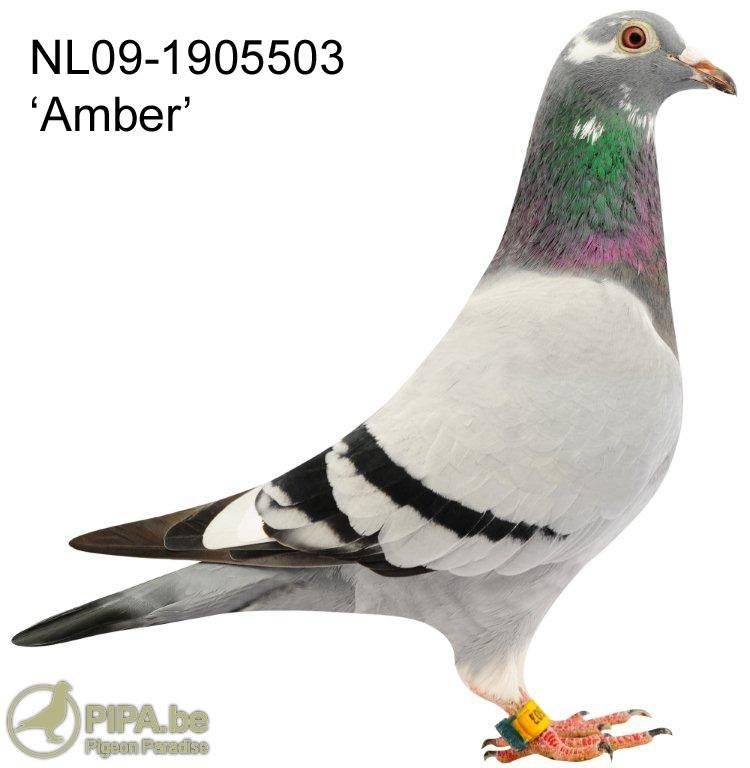 6th Ace pigeon extreme middle distance province 8 GOU NL09-1905503 Amber 1st youngsters Ace pigeon province 8 GOU (NPO) 2009-36.981 pigeons en 3.383 lofts 6th prov.