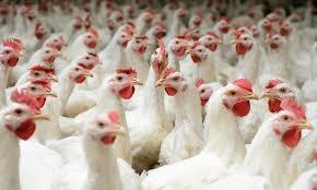 Source: PAZ LIVE BROILER CHICKEN PRICES REMAINS UNCHANGED The national average prices for the broiler chickens remained during the course of the week.