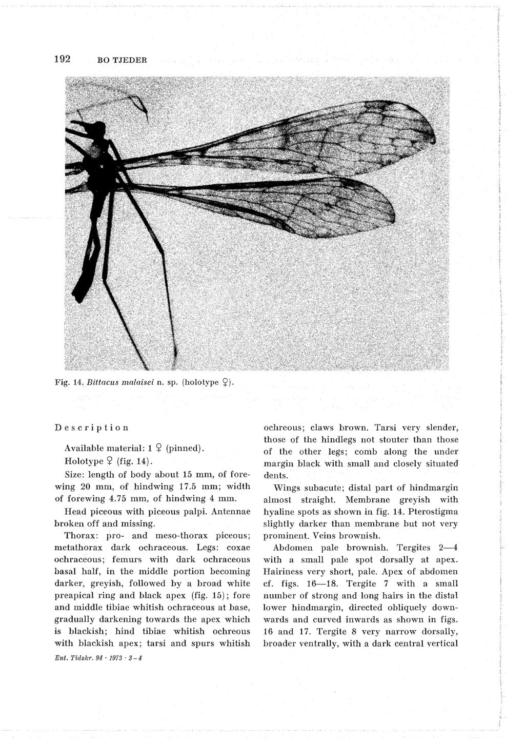 192 BO TJEDER Fig. 14. Bittacus inalaisei n. sp. (holo ype 9). Description Available material: 1 2 (pinned). Holotype 9 (fig. 14). Size: length of body about 15 mm, of forewing 20 mm, of hindwing 17.