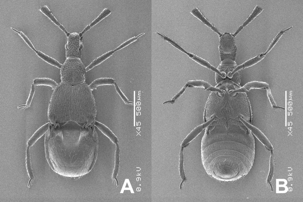 S. NOMURA & T. KOMATSU Fig. 3. Diartiger fossulatus tadauchii subsp. nov.: A, male genitalia in ventral view; B, ditto in lateral view; C, ditto in dorsal view. Scale: 0.1 mm. the subspecies D. f. ispartae (Karaman) in having the mid legs each with a large and obliquely truncate spine at apex on trochanter and without spine on femur in the male.