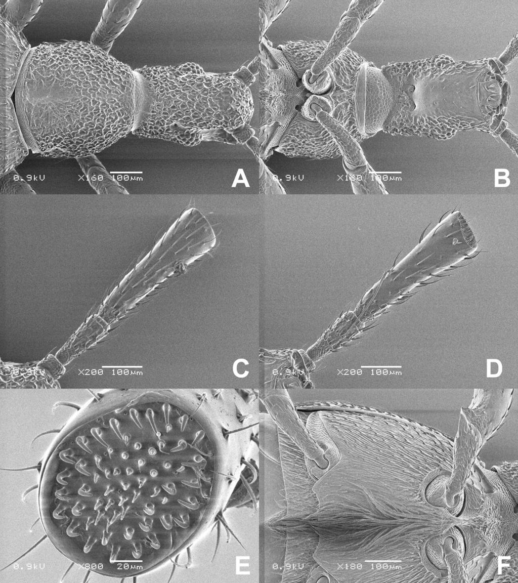 TWO NEW SUBSPECIES OF DIARTIGER FOSSULATUS FROM JAPAN slightly thickened distad; segment III 2.7 times as long as wide, weakly thickened distad; IV the largest, 2.1 times as long as III, 3.