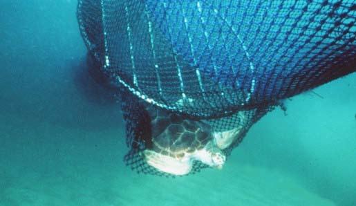 1. Introduction essence, these regulations focus on the ability of each device to reduce the bycatch of separate species or animal groups, and they ignore the fact that TEDs can also reduce the