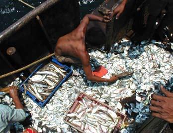 At the other end of the scale, trawling for shrimp in tropical waters often results in the capture of significant quantities of bycatch (Eayrs, 2007), although there are a few fisheries where shrimp