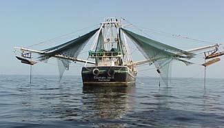 3. Shrimp-trawl design, rigging, and operation specialized taper cuts in the upper netting panel, these trawls can be used to catch semi-pelagic species of shrimp, or both shrimp and fish in a