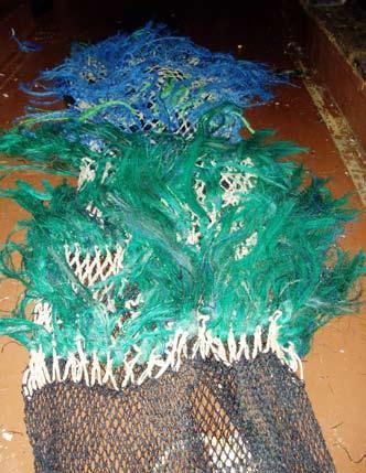 Comparative testing of bycatch reduction devices in tropical shrimp-trawl fisheries A practical guide PLATE 15 The small