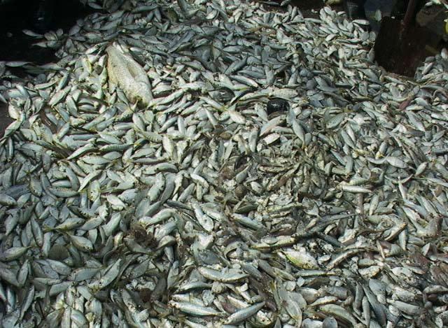 Preparation of this document World production of shrimp, both captured and farmed, is currently about 6 million tonnes per year, of which 3.4 million tonnes per year comes from capture fisheries.