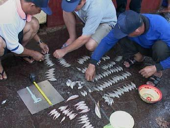7. Fieldwork FIGURE 4 Catch sampling Catch Protected and endangered catch Shrimp Commercial species Non-commercial species Commercial Other Legal Sublegal include species identification, weight and