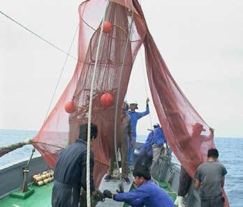 Comparative testing of bycatch reduction devices in tropical shrimp-trawl fisheries A practical guide Credit: B. Chokesanguan and S. Chindakhan Credit: R. Nouri and J.