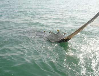 to be deployed. Note the flotation attached to the cover net and the fine-mesh netting and Massuti, 2006).