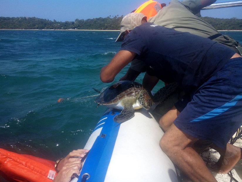 in a bottom gillnet near the Barreira Vermelha Sanctuary. The turtle was released alive successfully (Fig. 3).