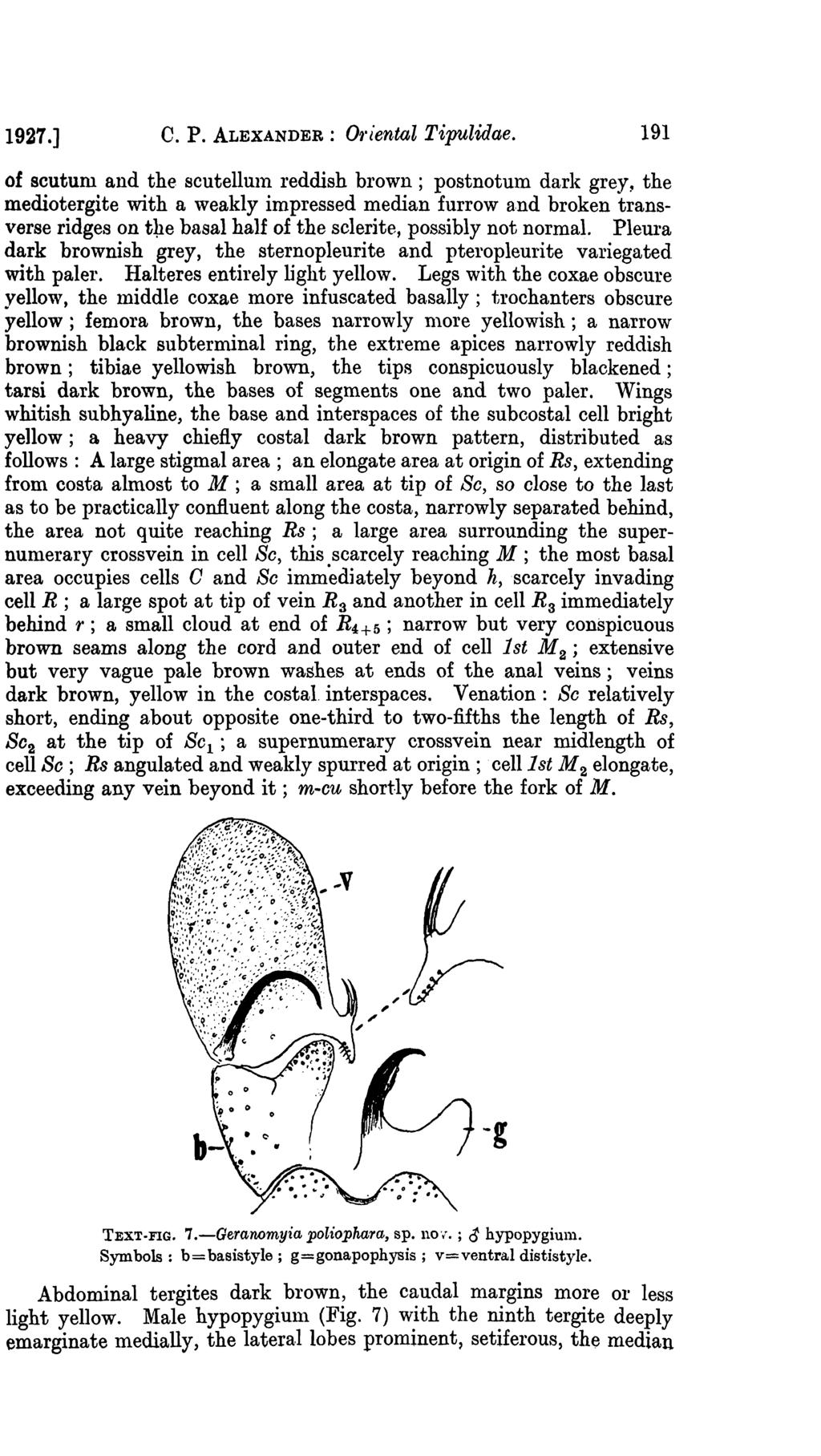 1927.] c. P. ALEXANDER: O'l'iental Tipulidae.