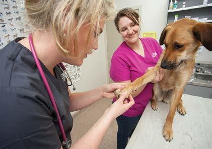See us for all of your pet s needs, including: 4 Vaccinations 4 Microchipping 4