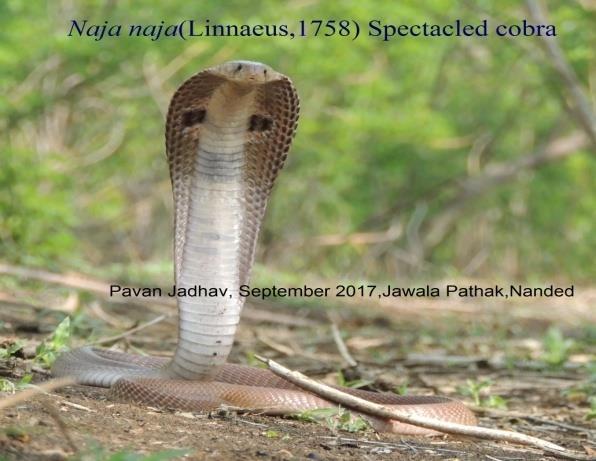 2. Materials and Methods To determine diversity and distribution of snake species in various habitats in Nanded region the data was collected from volunteer snake friends, reports on road kills and