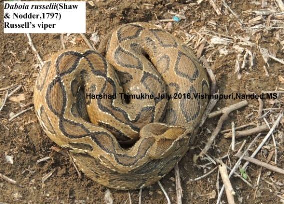 The snake species were categories as venomous, semi-venomous and non-venomous and also classified as per the habitat difference.