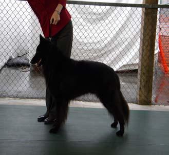 Set the front legs of your dog by picking them up by the elbow and set the back legs by lifting at the hock joint.