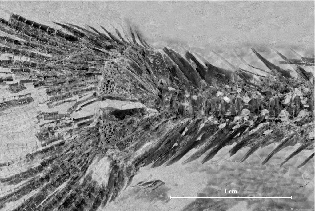 A marine Upper Cretaceous Pantodontidae from Lebanon Figure 11. - Prognathoglossum kalassyi gen. and sp. nov. Caudal region of holotype CLC S-483. Figure 12. - Prognathoglossum kalassyi gen. and sp. nov. Caudal skeleton of holotype CLC S-483.