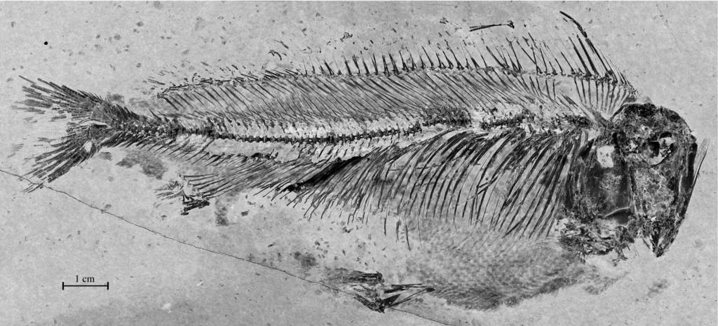 A marine Upper Cretaceous Pantodontidae from Lebanon Taverne & Capasso (Chang and Miao, 2004: 547).