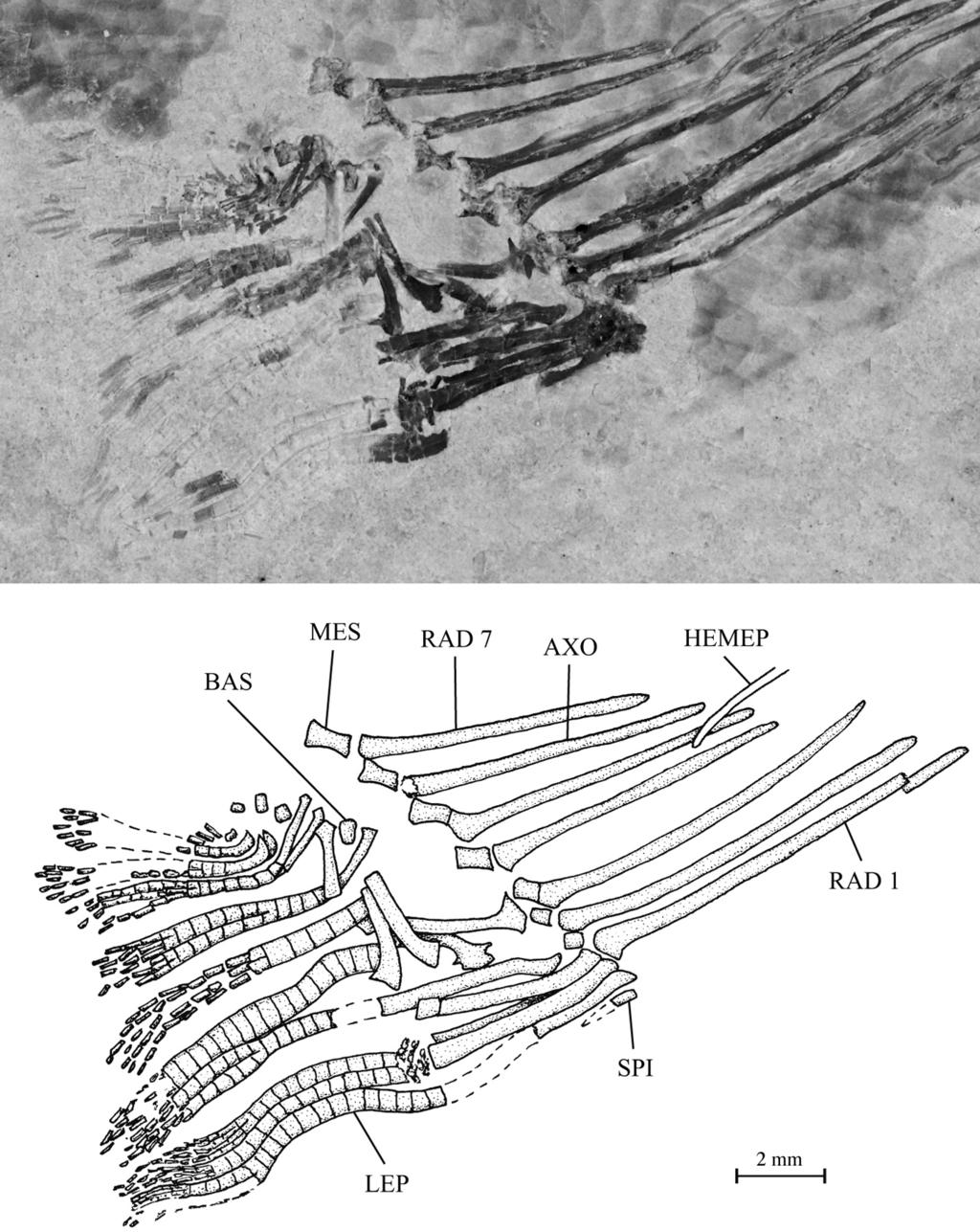 Taverne & Capasso A marine Upper Cretaceous Pantodontidae from Lebanon Figure 10. - Prognathoglossum kalassyi gen. and sp. nov. Anal fin of holotype CLC S-483.