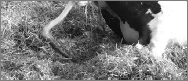 67 h 1 2 3 4 5 6 7 >8 Calving Duration (h) Landmarks of Imminent Birth Is the Calf Coming Backward?