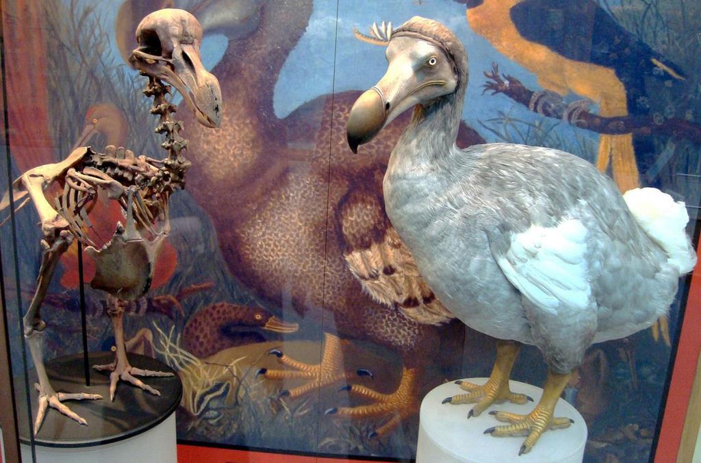 Human Impacts Dodo Bird: Skeleton cast and model of dodo at the Oxford