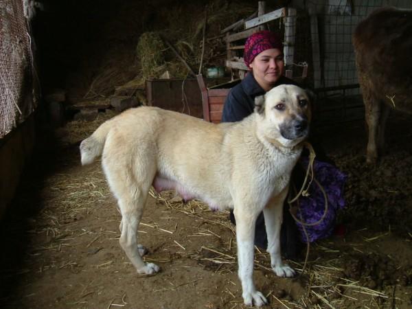 2007a,b; Derbent and Yilmaz, 2008; Yilmaz, 2008) and is genetically distinct from other Turkish dog breeds (Togan, 2003).