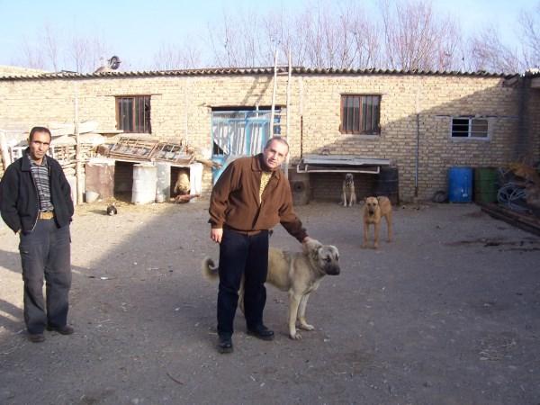 This breed can even be seen in Northern Iran (South Azerbaijan) (Fig. 2), Northern Afghanistan (Fig.