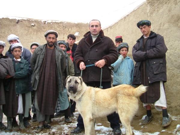 The Kangal dog has historically been associated with the town of Kangal, a district town in Sivas Province in eastern Anatolia where Kangal Akkaraman sheep type production is an important activity.