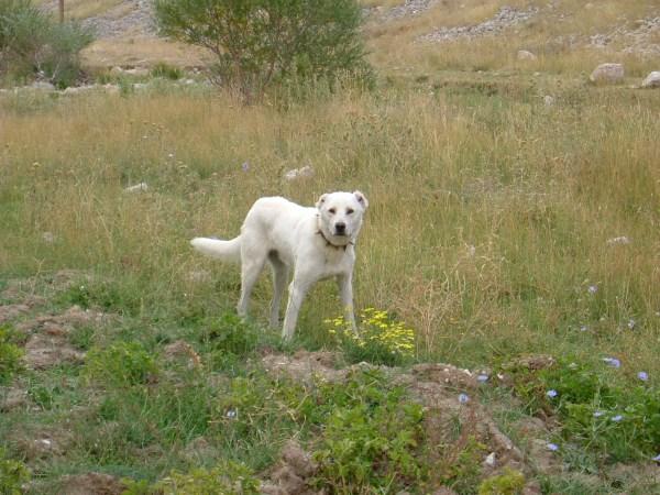 The first Kangal litter was born in the United Kingdom in 1967 and purebred programmes were established in the USA in the 1980s.