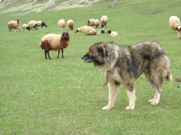 There are Kangal clubs or breed societies in Belgium, Bulgaria, France, the Netherlands and Sweden (Yilmaz, 2007b).