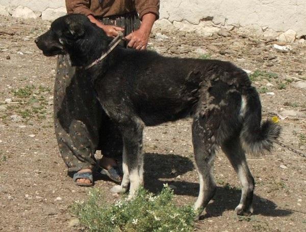Kars (Caucasian) shepherd dog This regional breed, another molosser type, was first defined in 1996 (Nelson and Nelson, 1996).