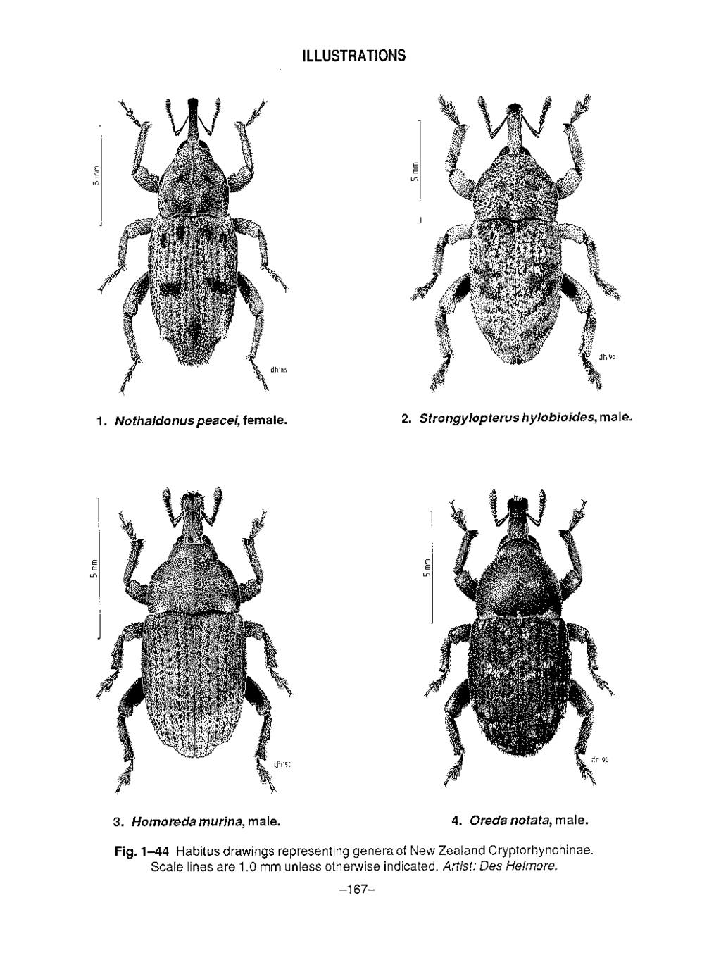 ILLUSTRATIONS Ε Ε ιo 1. Nothaldonus peacei, female. 2. Strongylopterus hylobioides, male. 3. Homoreda murina, male. 4. Oreda notata, male. Fig.