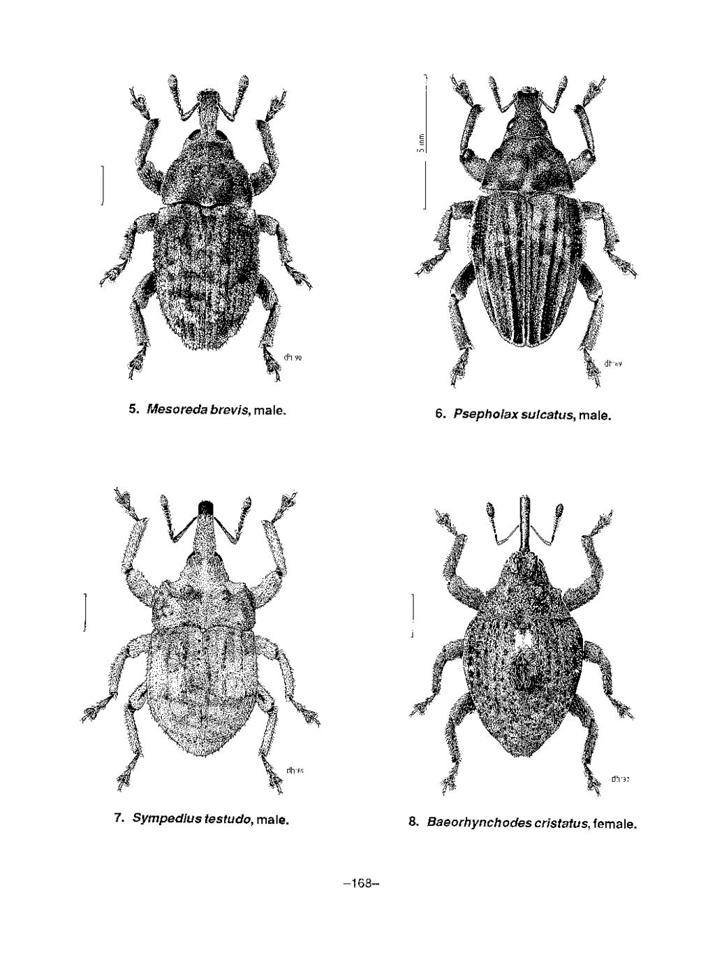 5. Mesoreda brevis, male. 6. Psepholax sulcatus, male. 7.