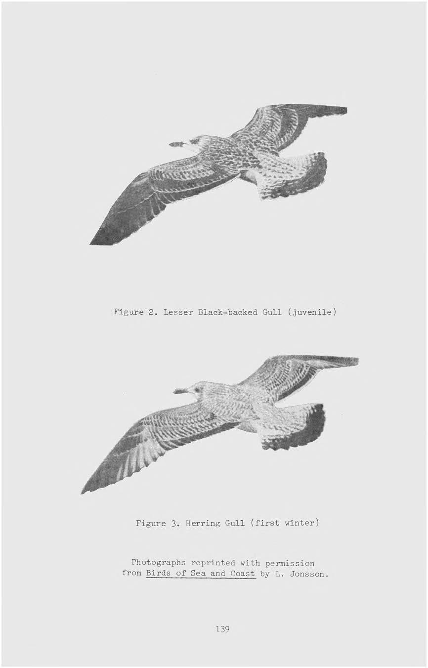 Figure 2. Lesser Black-backed Gull (juvenile). «.. 'y\. ' Figure 3.