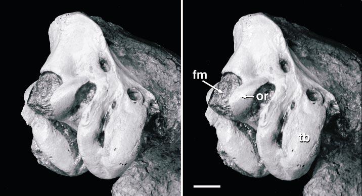10 AMERICAN MUSEUM NOVITATES NO. 40 Fig. 3. Oblique posterolateral view of the right occipital condyle of Poebrotherium (AMNH 42257), with right and left stereopair views.