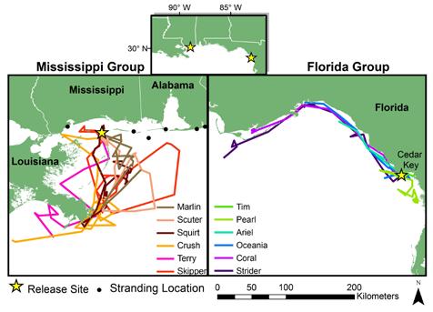 Figure 1. Satellite tagging tracks of the turtles released in Mississippi (left) and Florida (right). directional movements.