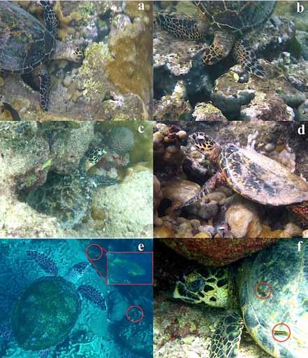 Figure 2. Numbers of hawksbill turtles captured in Arvoredo Marine Reserve, Abrolhos Marine Park and São Pedro e São Paulo (SPSP), according to size classes. areas (p < 0.